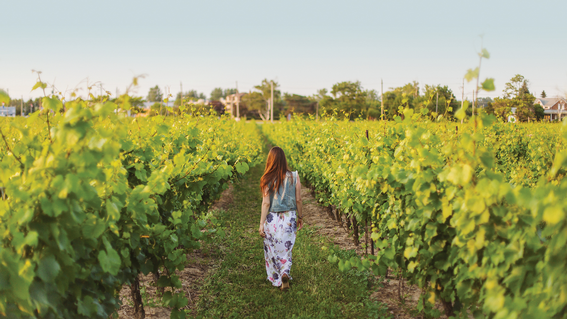 Visiting a vineyard in Ontario