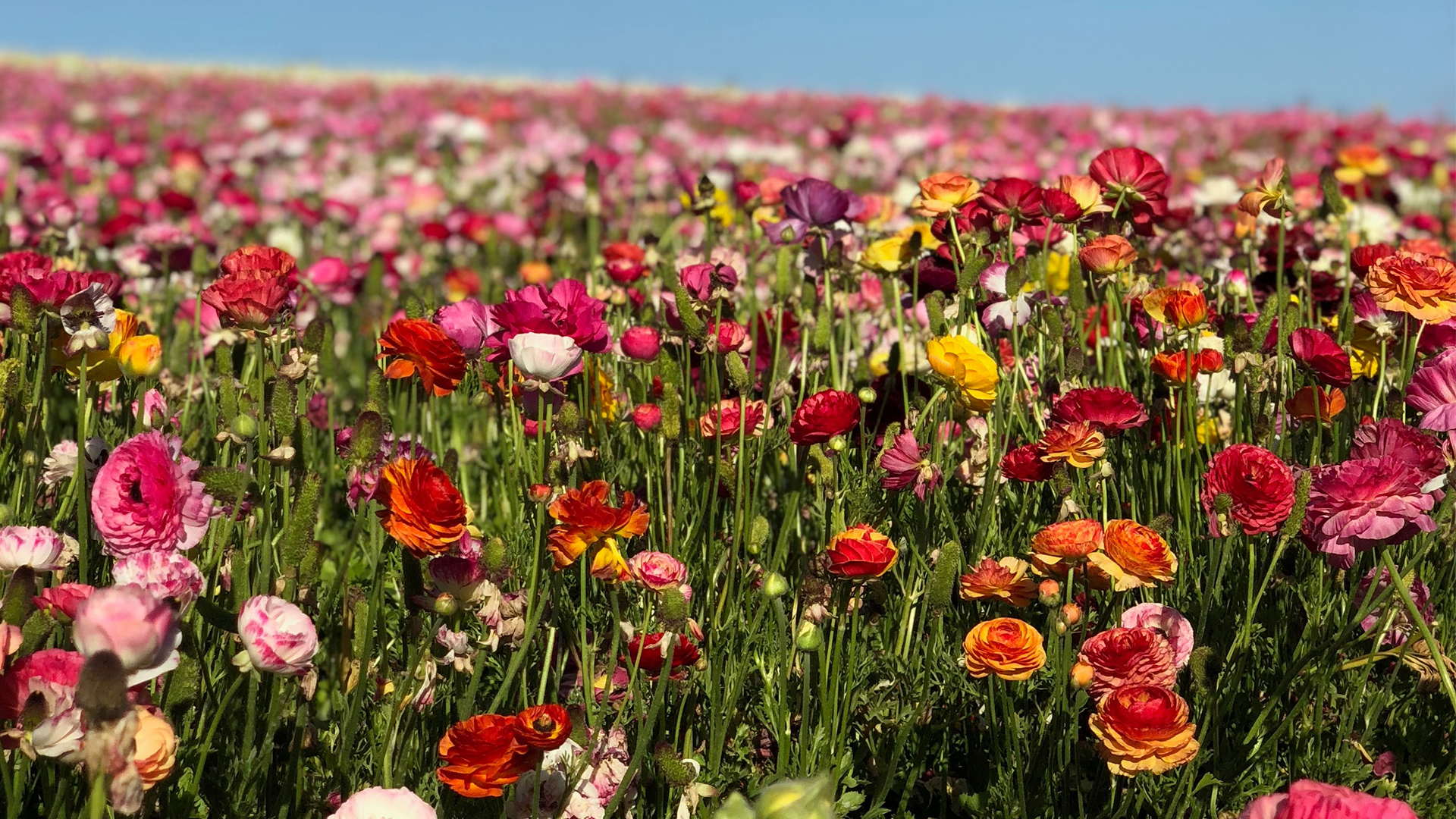 The Persian buttercups of Flower Fields