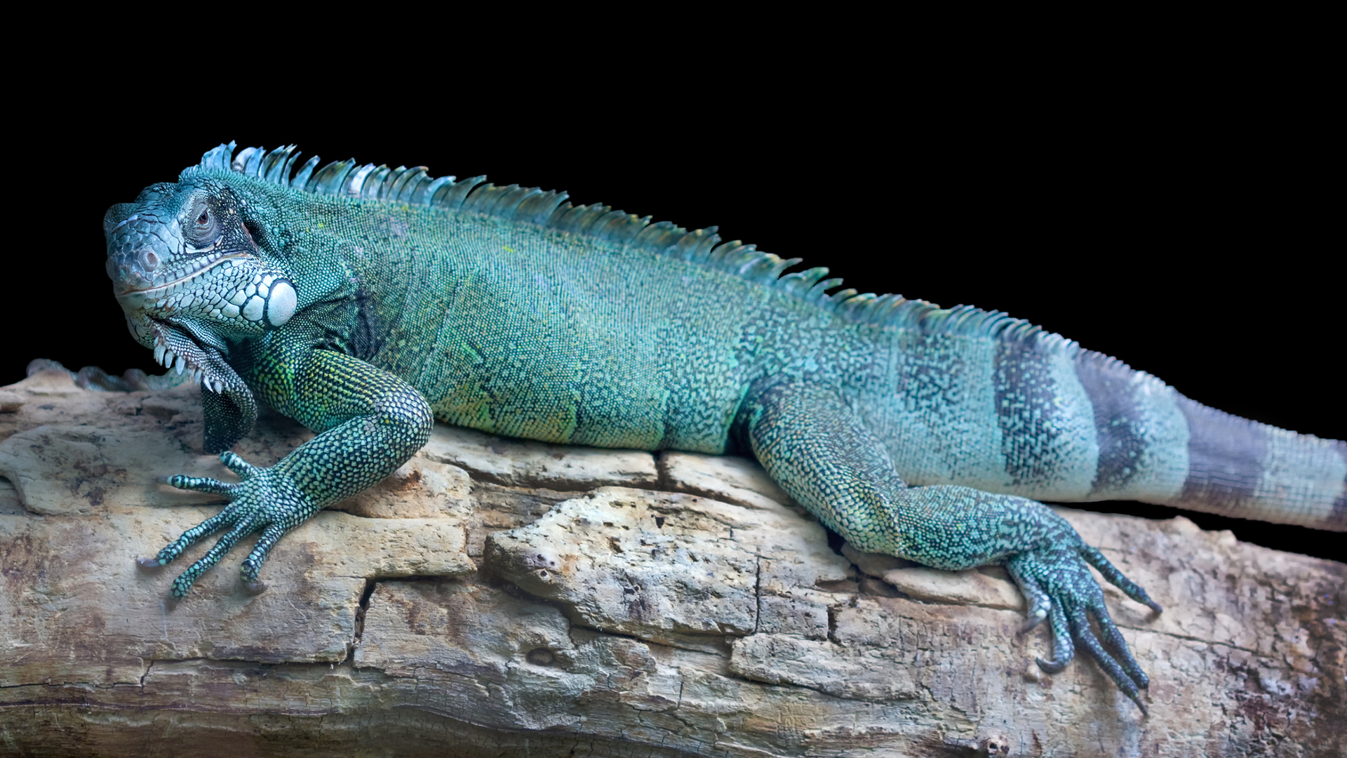 Blue iguana bathing in the sun