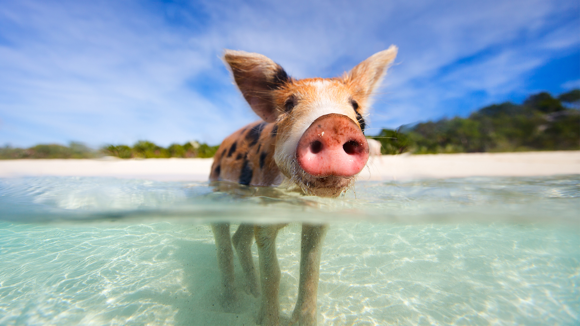 Friendly pig swimming in the Exuma Cays