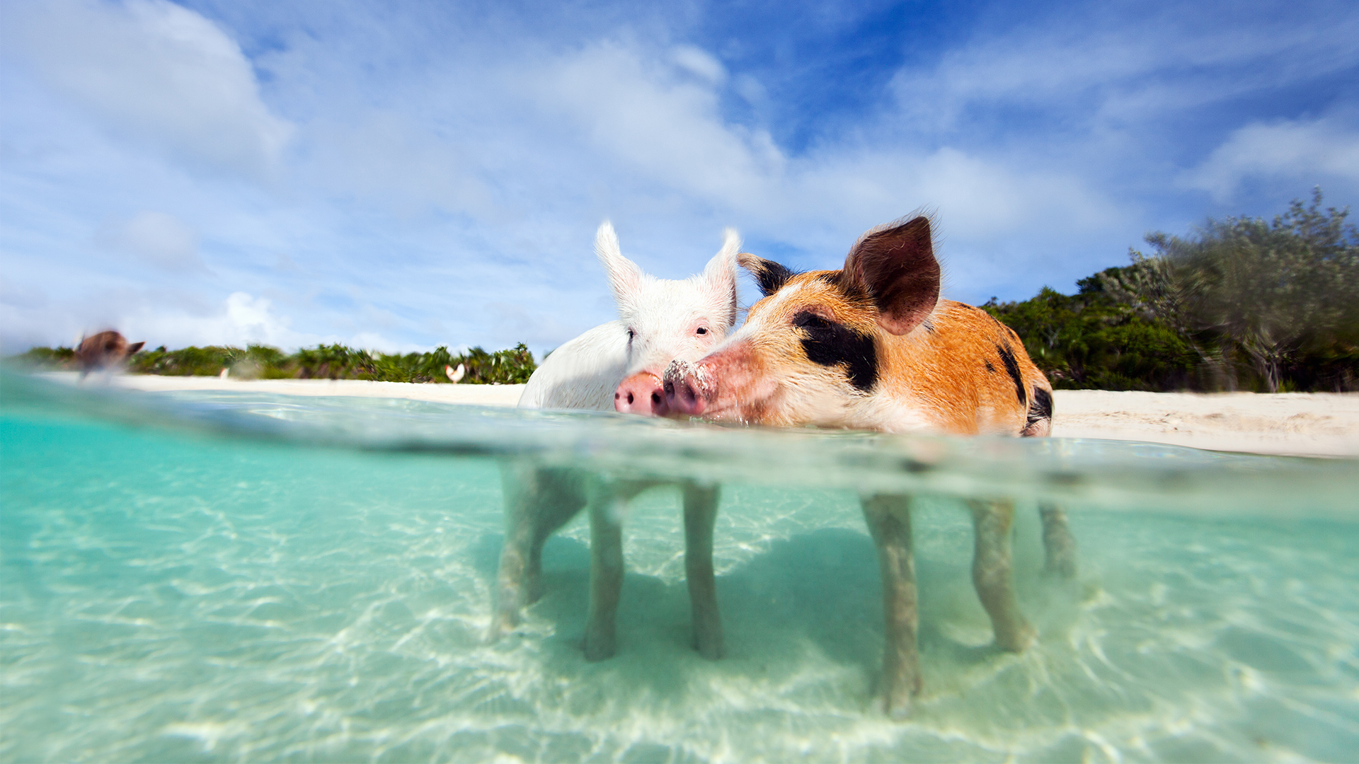 pigs in the Bahamas